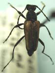 Brachyleptura circumdata