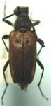 Brachyleptura dehiscens