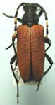 Brachyleptura rubrica