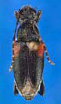 Brachyleptura vagans