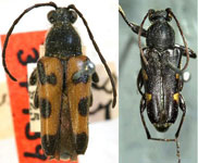 Brachyleptura vexatrix