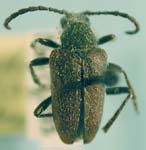 Brachysomida rugicollis