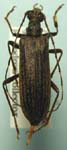 Centrodera sublineata