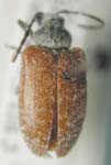 Comacmaeops brunnea