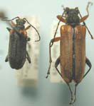 Cortodera cubitalis  