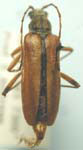 Cortodera ferrea