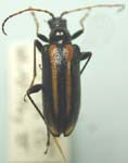 Cortodera impunctata