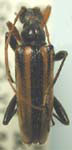 Cortodera longicornis