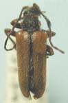 Cortodera militaris militaris