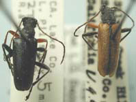 Cortodera militaris variipes