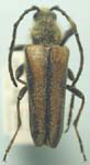 Cosmosalia nigrolineata nigrolineata