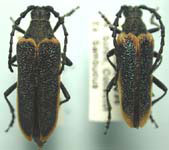 Desmocerus aureipennis lacustris