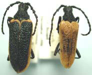 Desmocerus aureipennis piperi