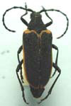 Desmocerus californicus californicus