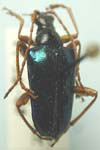 Gaurotes cyanipennis