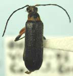 Grammoptera exigua