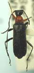 Grammoptera haematites