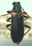 Grammoptera (Grammoptera) militaris