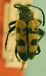 Judolia gaurotoides auripilis