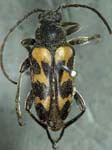  Judolia instabilis