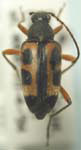 Judolia sexspilota