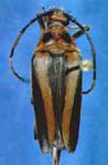 Leptura (Leptura) abdominalis