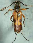 Leptura (Leptura) obliterata deleta