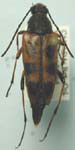 Leptura (Leptura) obliterata obliterata