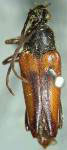 Leptura (Leptura) plagifera