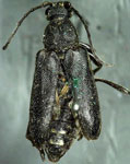 Lepturopsis dolorosa