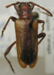 Neanthophylax subvittatus