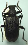 Neanthophylax tenebrosus nigrolineatus