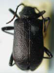 Neanthophylax tenebrosus orientalis