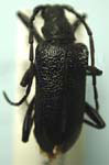 Neanthophylax tenebrosus tenebrosus