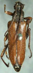 Neoalosterna rubida