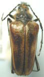 Pachyta lamed liturata