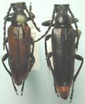 Pygoleptura carbonata