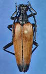 Stenelytrana emarginata