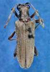 Stenocorus (Toxotopsis) cinnamopterus