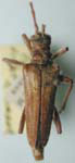 Stenocorus (Stenocorus) copei