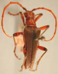 Stenocorus (Stenocorus) cylindricollis