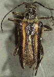 Stenocorus (Stenocorus) flavolineatus