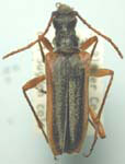 Stenocorus (Stenocorus) nubifer