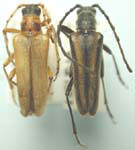 Stenocorus (Stenocorus) obtusus