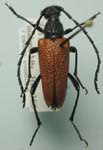 Stictoleptura canadensis arizonensis