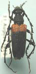 Stictoleptura canadensis canadensis