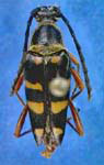 Typocerus badius