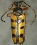 Typocerus balteatus