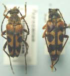 Typocerus confluens