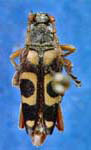 Typocerus sinuatus